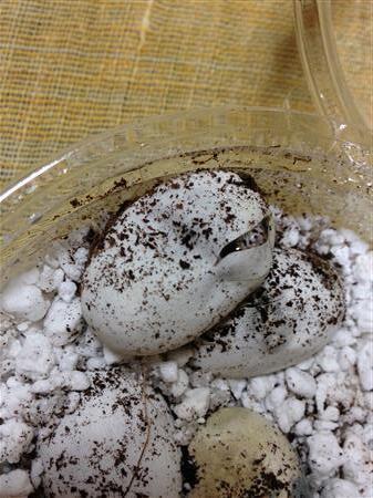 20130929-milkiee_7875.JPG