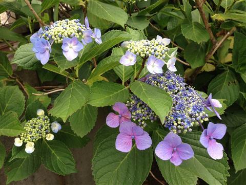 ajisai_151116_024.jpg