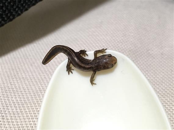 akahara_3486a.jpg