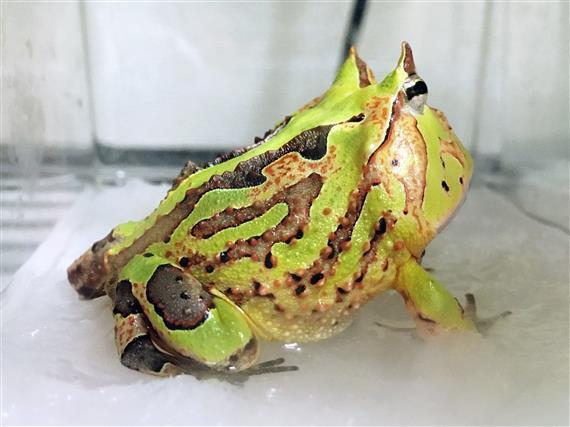 amazonia_2643a.jpg