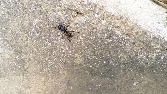 ant_4923c.jpg