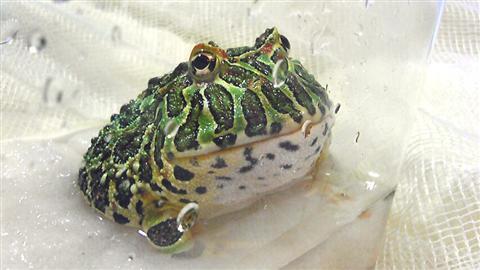 beruthin_008a.jpg