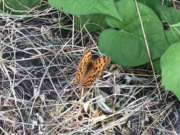 butterfly_5934a.jpg