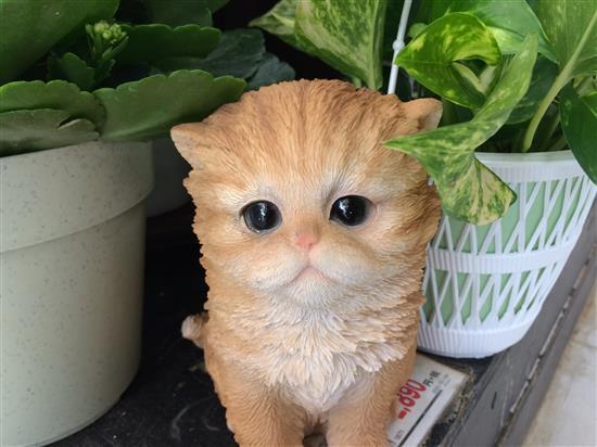 cat_190a.jpg