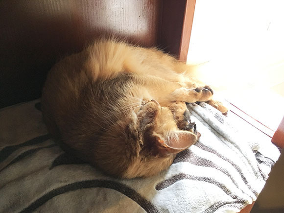 cat_5846b.jpg