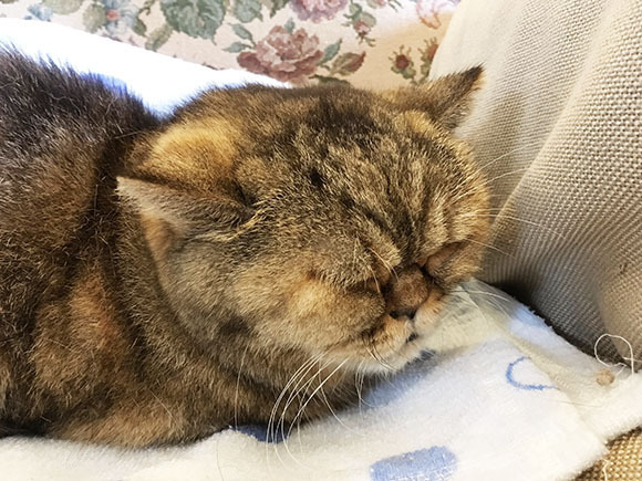 cat_5860b.jpg