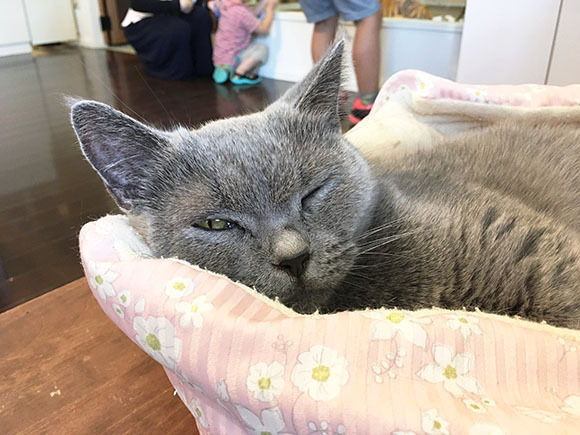 cat_5866b.jpg
