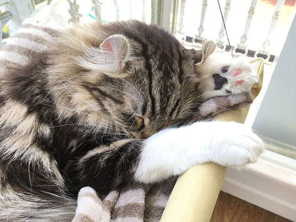 cat_5879a.jpg