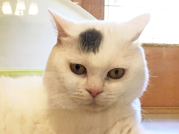 cat_5885a.jpg