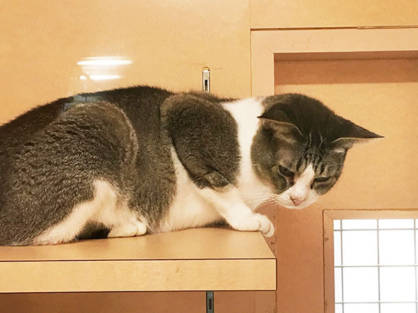 cat_5903b.jpg