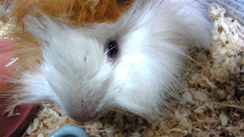 chuppie_005a.jpg