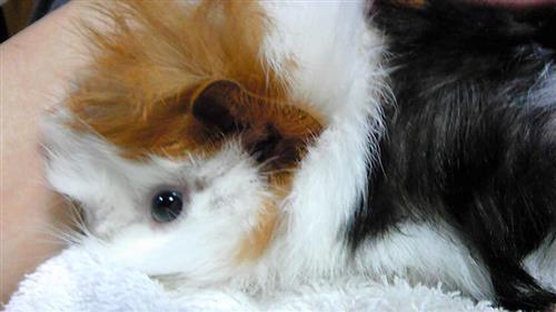 chuppie_179a.jpg
