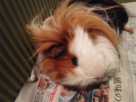 chuppie_6098a.jpg