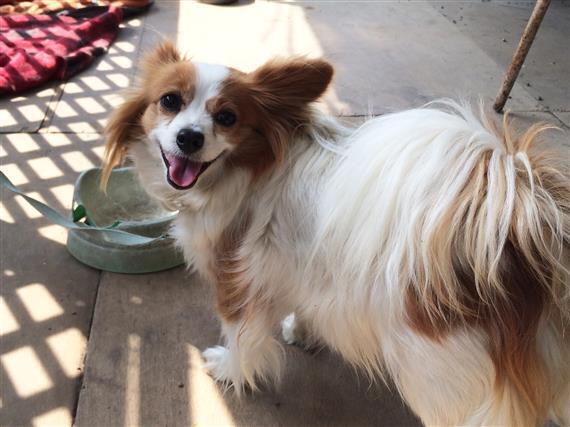dog195a.jpg
