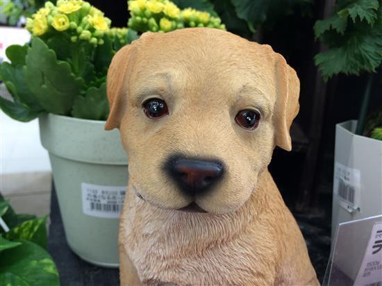 dog199a.jpg