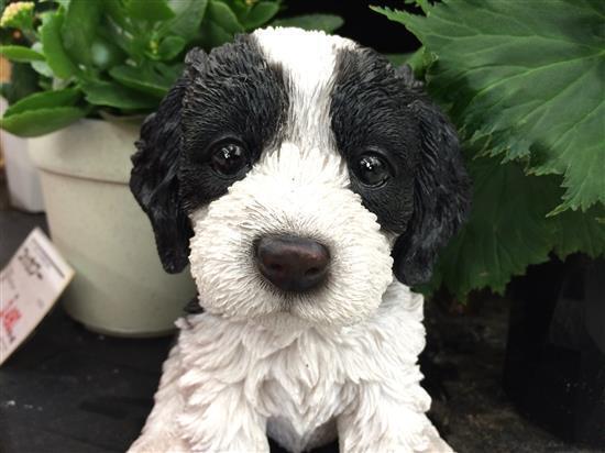 dog_203a.jpg