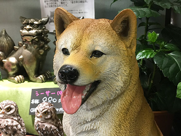 dog_5273b.jpg