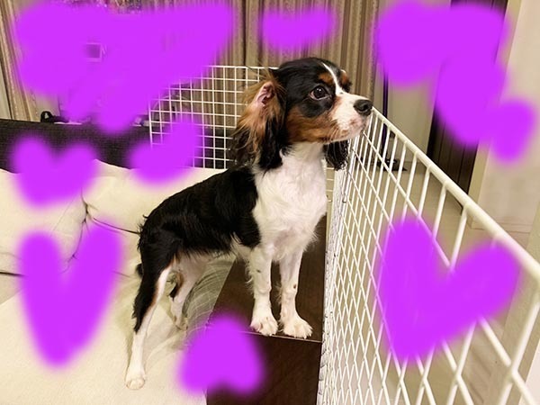 dog_9578a.jpg