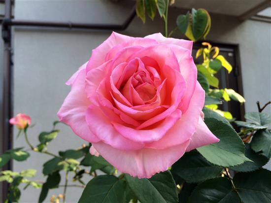 flower_.jpg