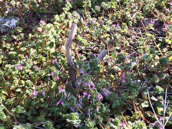 flower_002a.jpg
