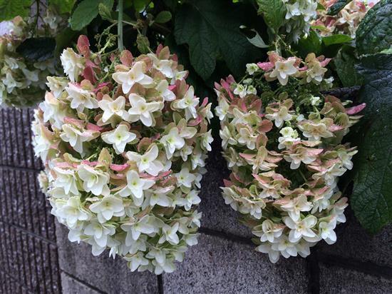 flower_0044a.jpg