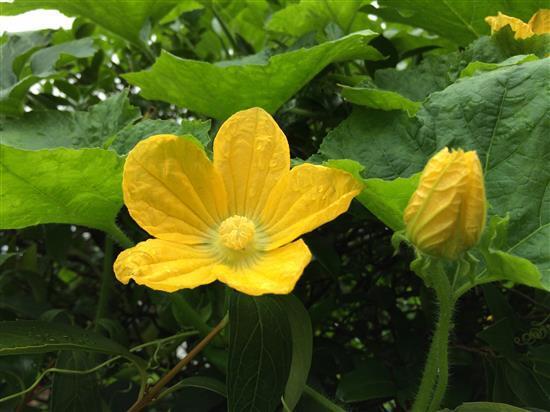 flower_020a.jpg