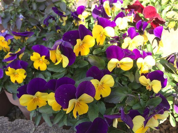 flower_025a.jpg