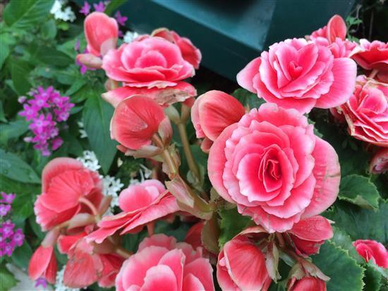 flower_039a.jpg