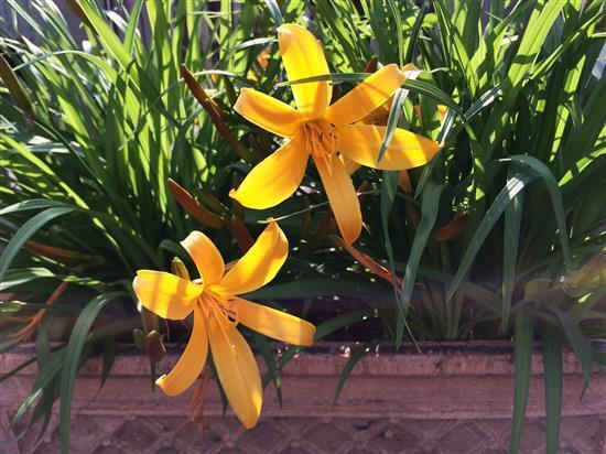 flower_041a.jpg