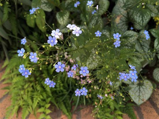 flower_045a.jpg