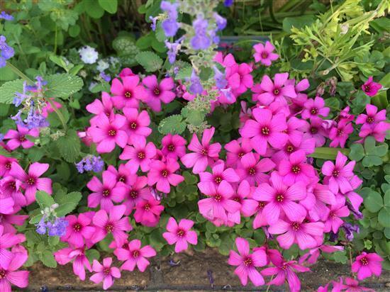 flower_059a.jpg