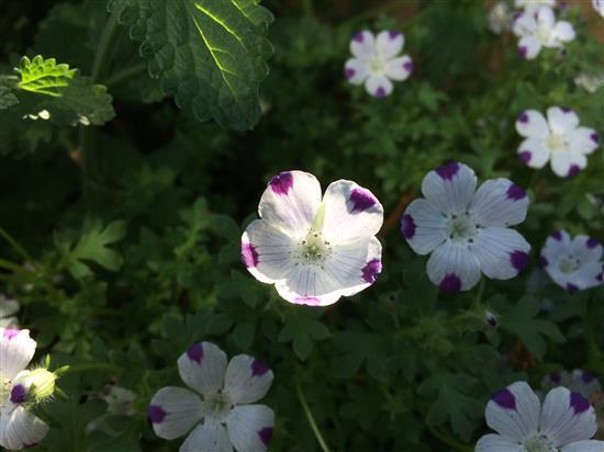 flower_066a.jpg
