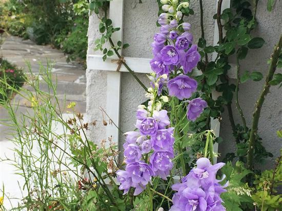 flower_079a.jpg