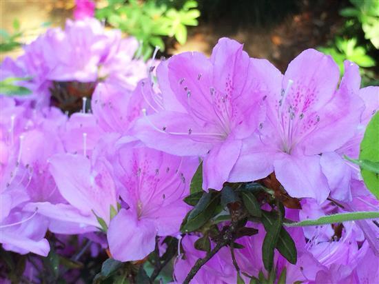 flower_097a.jpg