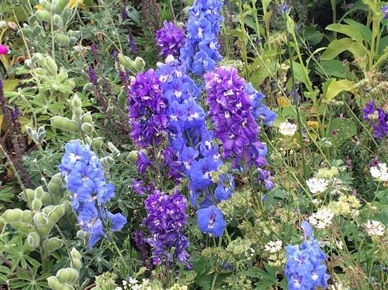 flower_100a.jpg