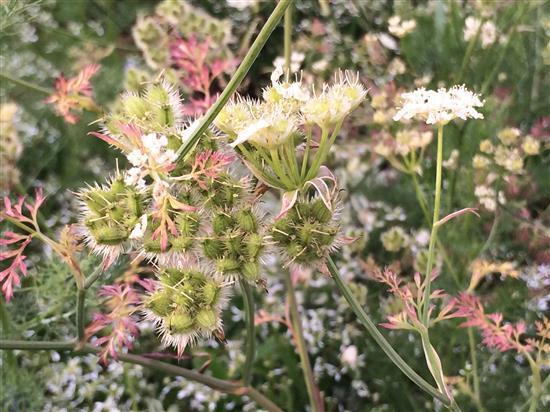 flower_109a.jpg
