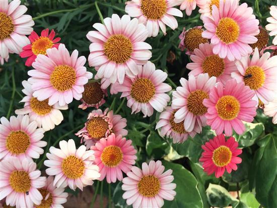 flower_118a.jpg