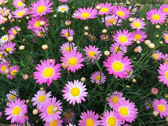 flower_124a.jpg