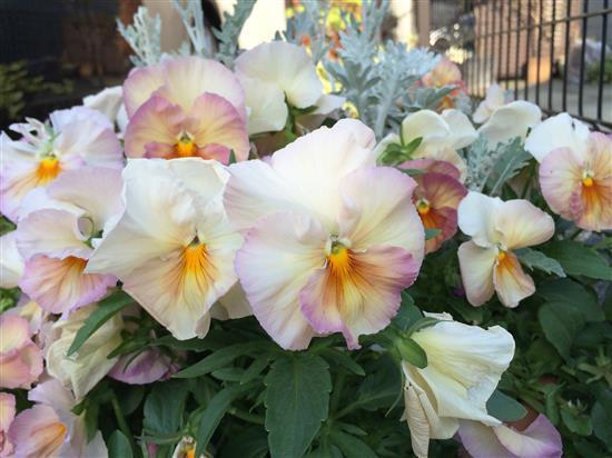 flower_136a.jpg