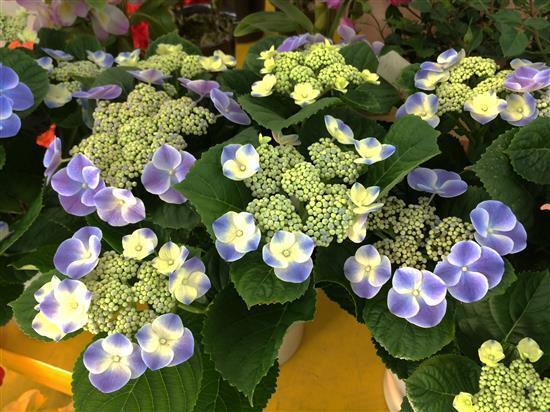flower_146a.jpg