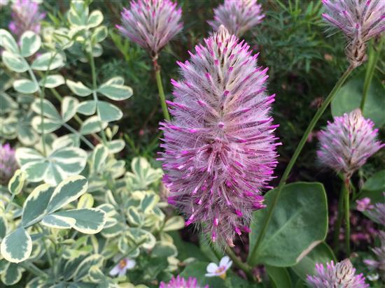 flower_149a.jpg