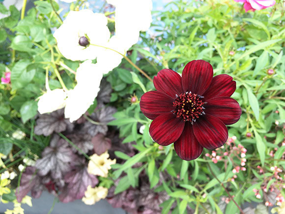 flower_1571c.jpg
