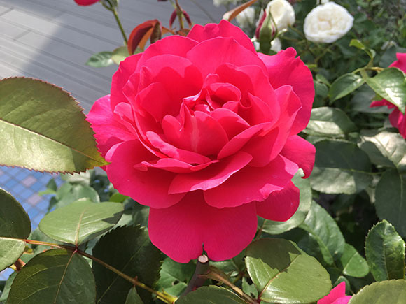 flower_1620b.jpg