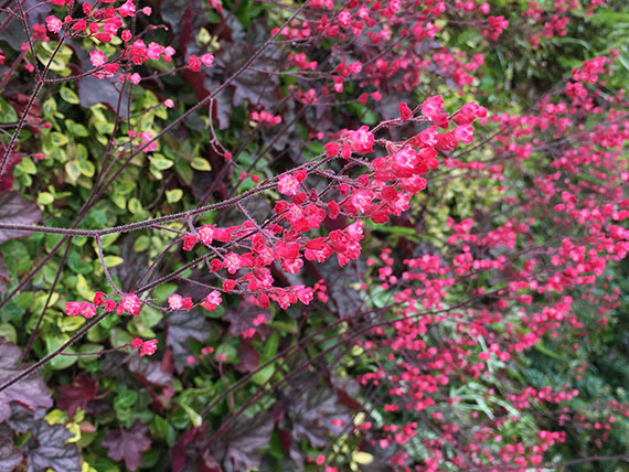 flower_1629c.jpg
