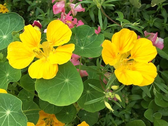flower_1662d.jpg