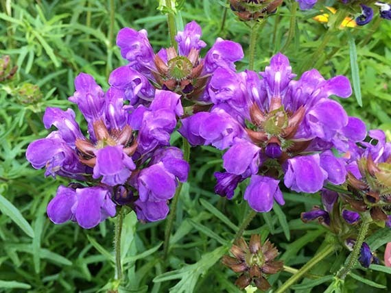 flower_1674b.jpg