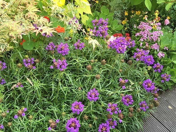 flower_1712c.jpg