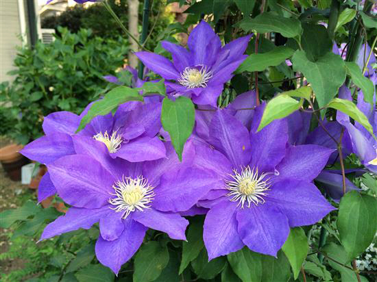 flower_184a.jpg