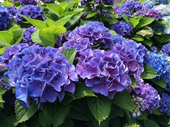flower_20150611a.jpg