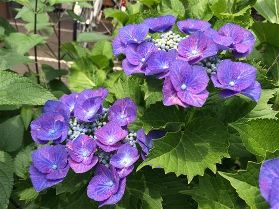 flower_20150624a.jpg